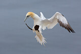Image. Northern Gannet