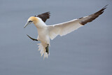 Image. Northern Gannet
