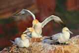 Image. Northern Gannet