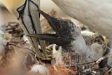 Image. Northern Gannet