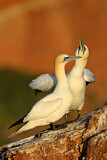Image. Northern Gannet