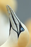 Image. Northern Gannet