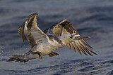 Image. Northern Gannet
