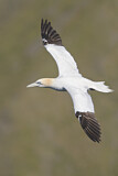 Image. Northern Gannet