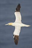 Image. Northern Gannet