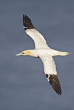 Image. Northern Gannet