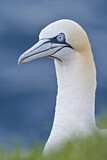 Image. Northern Gannet