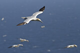 Image. Northern Gannet