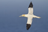 Image. Northern Gannet