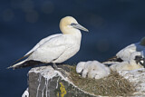Image. Northern Gannet
