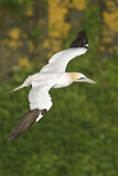 Image. Northern Gannet