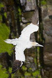 Image. Northern Gannet