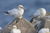 Image. Northern Gannet