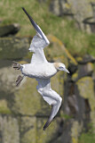Image. Northern Gannet