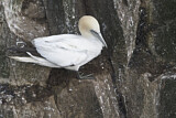Image. Northern Gannet