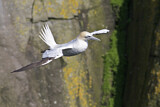 Image. Northern Gannet