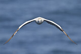 Image. Northern Gannet