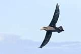 Image. Northern Giant Petrel