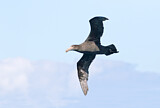 Image. Northern Giant Petrel
