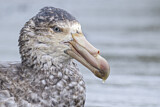 Image. Northern Giant Petrel