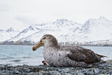 Image. Northern Giant Petrel