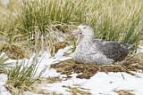 Image. Northern Giant Petrel