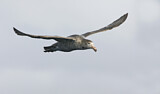Image. Northern Giant Petrel