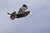 Image. Northern Giant Petrel