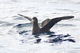 Image. Northern Giant Petrel