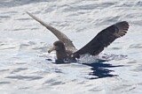 Image. Northern Giant Petrel