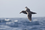 Image. Northern Giant Petrel