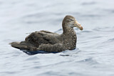 Image. Northern Giant Petrel
