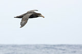 Image. Northern Giant Petrel