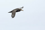 Image. Northern Giant Petrel