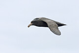 Image. Northern Giant Petrel
