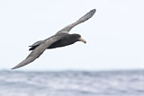 Image. Northern Giant Petrel