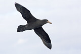 Image. Northern Giant Petrel