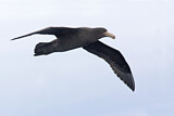 Image. Northern Giant Petrel
