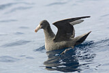Image. Northern Giant Petrel