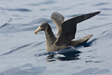 Image. Northern Giant Petrel