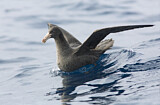 Image. Northern Giant Petrel