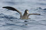 Image. Northern Giant Petrel