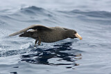 Image. Northern Giant Petrel
