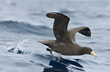 Image. Northern Giant Petrel