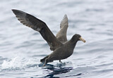 Image. Northern Giant Petrel
