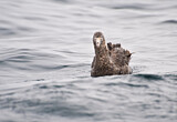 Image. Northern Giant Petrel