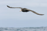 Image. Northern Giant Petrel