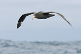 Image. Northern Giant Petrel