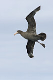 Image. Northern Giant Petrel