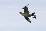 Image. Northern Giant Petrel